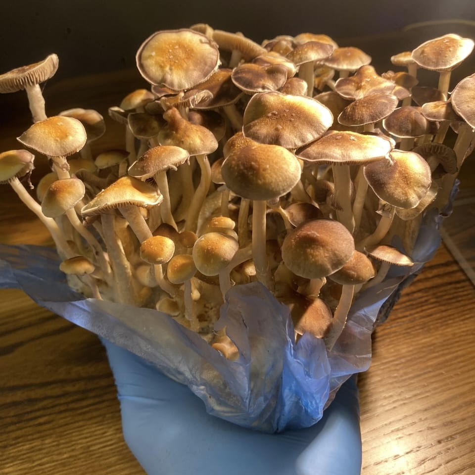 Psilocybin Mushrooms